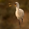 Kolpik bily - Platalea leucorodia - Eurasian Spoonbill 4787